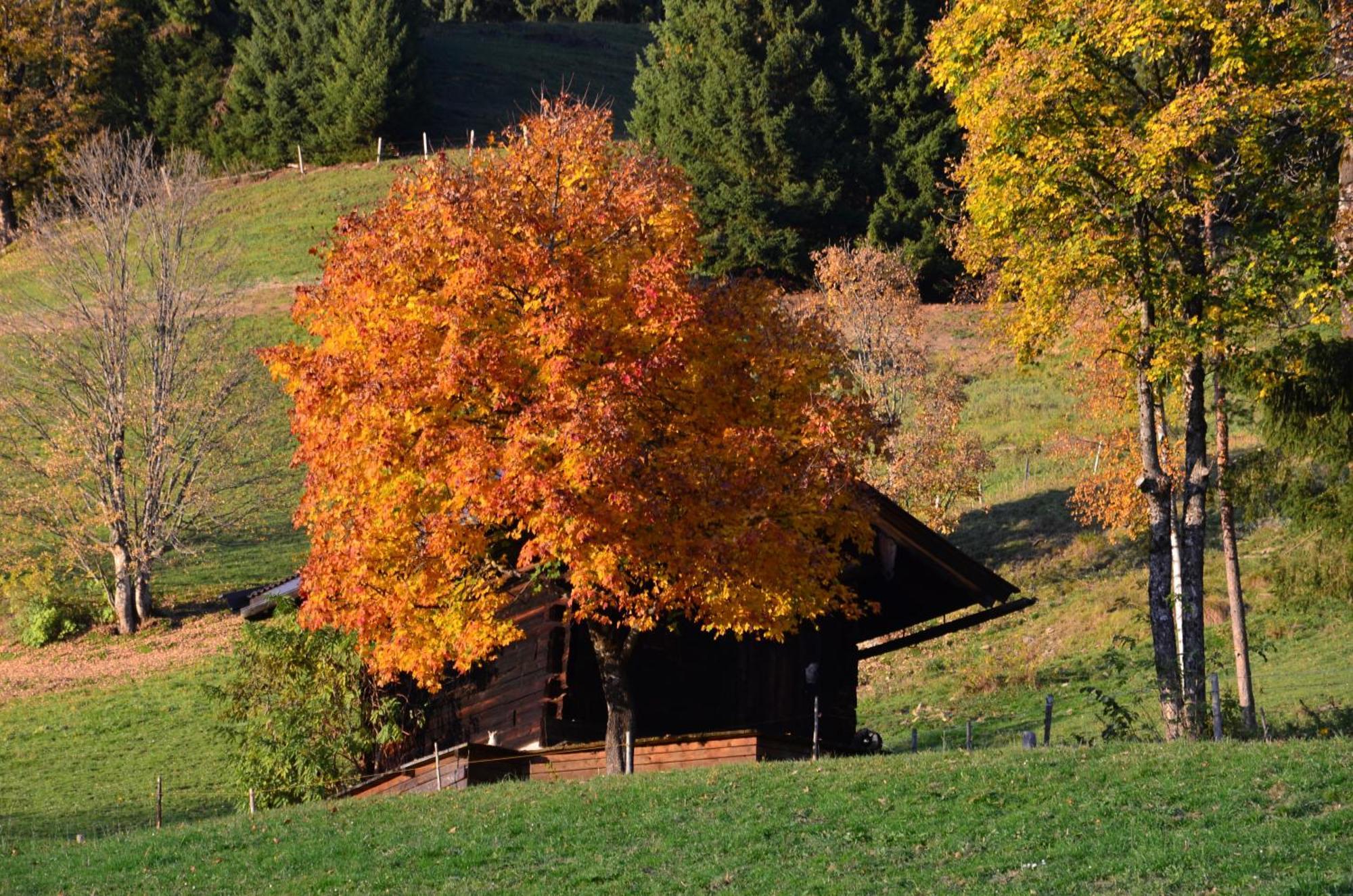 Hof Hamoos Apartment Kitzbuhel Exterior photo