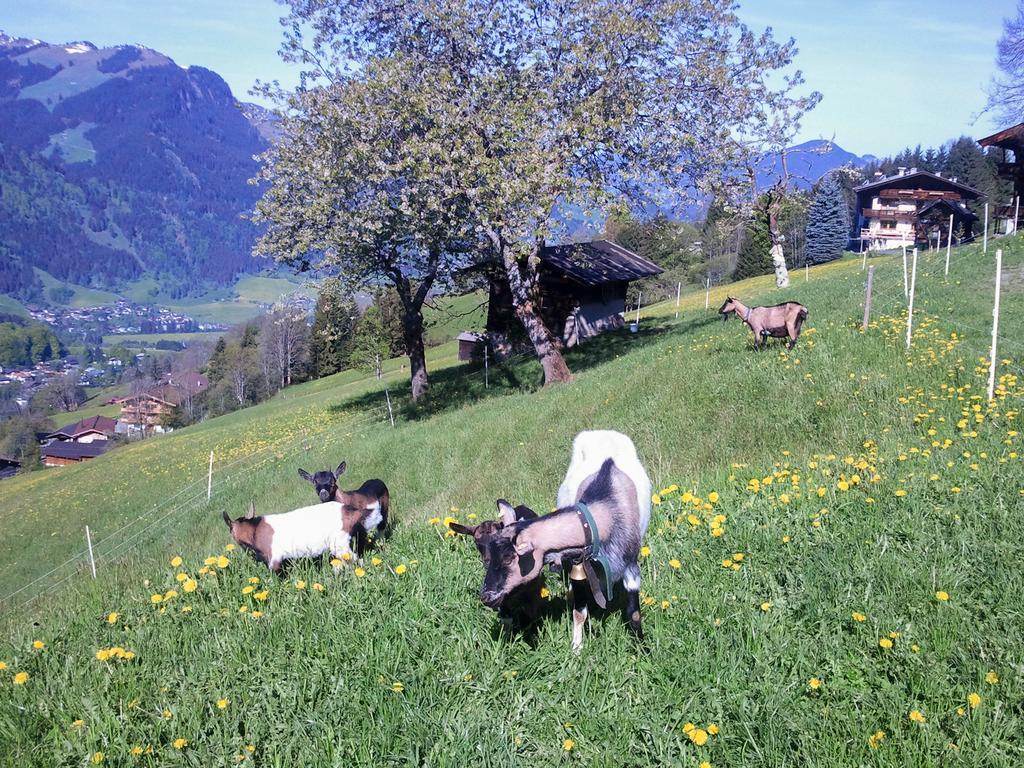 Hof Hamoos Apartment Kitzbuhel Exterior photo